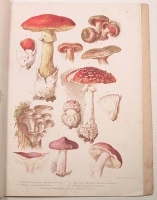 Главнейшие съедобные и вредные грибы артикул 3680b.